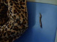 Music Video Fashion GIF by Troye Sivan