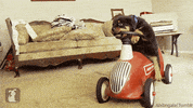 dog puppy GIF