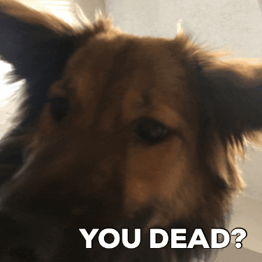 Jaydu giphygifmaker giphygifmakermobile dog dead GIF