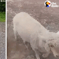 GIF by The Dodo
