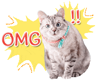 Cat Omg Sticker