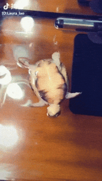 turtles floating GIF