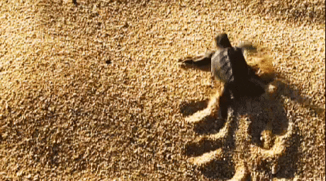theanimalpack  GIF