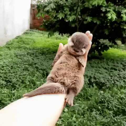 justviralnet cute animal aww GIF