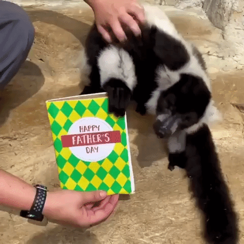 Zookeeper Surprises Lemur With Father's Day Card