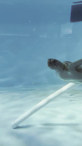 Sea Turtle Missing a Flipper Recovering Well at South Carolina Aquarium