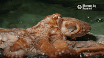 octopus cephalopod GIF by Monterey Bay Aquarium