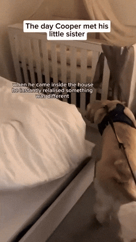 cuteanimalland giphyupload GIF