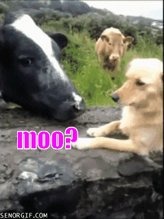 text cow GIF