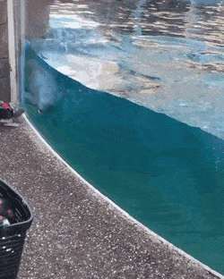 WaterLink89 giphyupload GIF