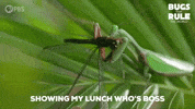 Praying Mantis Boss GIF by PBS