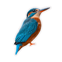 Birds Wildlife Sticker