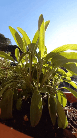 Simongip giphyupload GIF