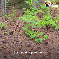 Animal Rescue Crying GIF by The Dodo