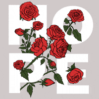 whoishussain hope whoishussain GIF
