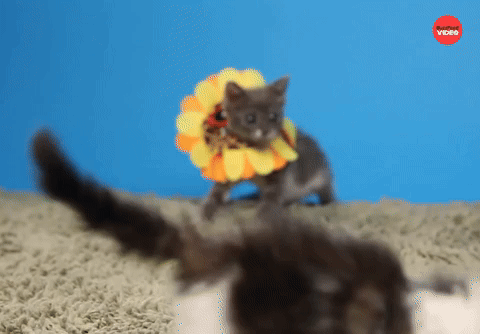Kittens Playing