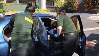 California Rescuers Save 24 Cats Locked in Extremely Hot Car