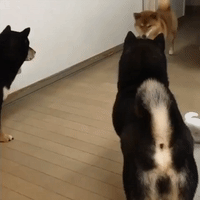 Japanese Dogs Have Tense Stand Off