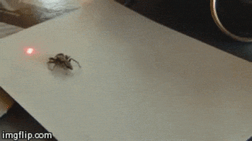 sorry spiders GIF