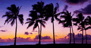 Palm Trees Vintage GIF