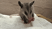 opossum GIF