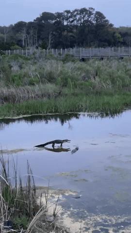 Juvenile Alligators Surprise South Carolina Park Visitors With a Standoff
