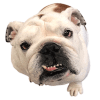 drake mascot Sticker by DrakeUGriff