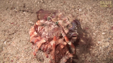 crab shells GIF
