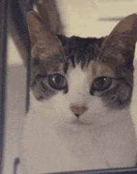 Cats Kitty GIF