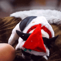 alyciamarie alyciamarie alycia marie allygif littleromy GIF