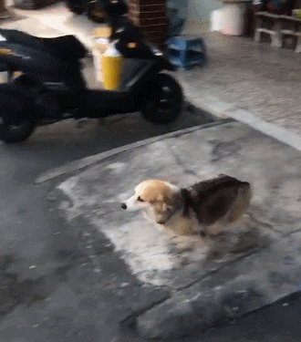 cuteanimalland giphyupload GIF