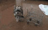 Shop Til You Drop Dog GIF