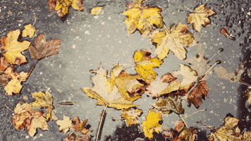 autumn GIF