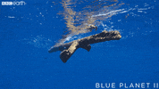 blue planet ocean GIF by BBC Earth