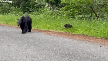 Curious Bears Check Out Car
