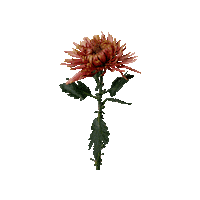 Floom flower leaf flame stem Sticker