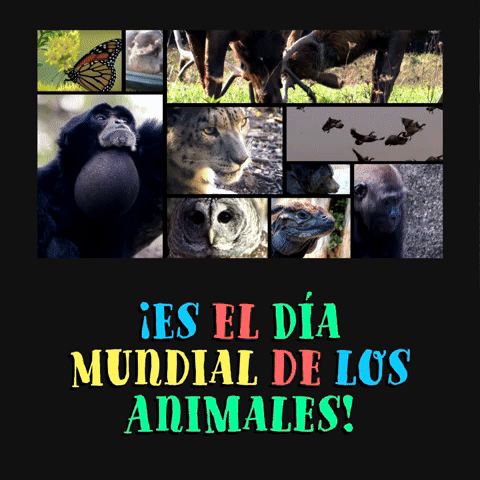 Ā”Es el DĆa Mundial de los Animales!