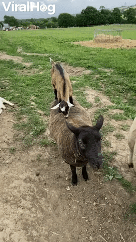 Goat Kids Play The Floor Is Lava on Sheep Pals