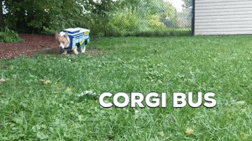 ridemcts corgibus petcostume corgi halloween corgination dogcostume ridemcts milwaukee GIF