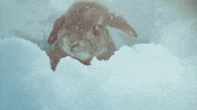 cold snow GIF