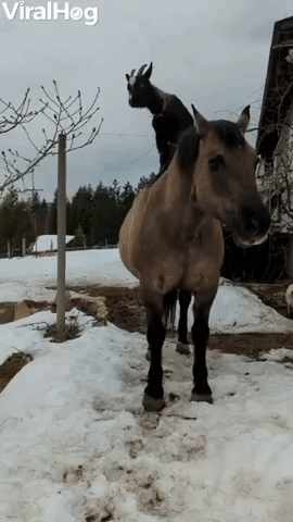 Horse Helps Goat Get Some Height