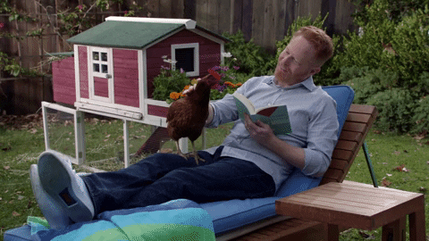 Modern Family Chicken GIF by ABC Network