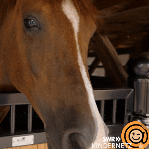 Horse Love GIF by SWR Kindernetz