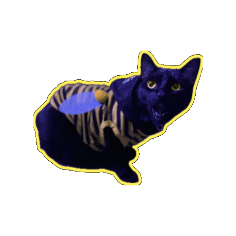 Black Cat Wow Sticker by Rod Kim