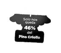 PinoCriollo pino criollo pinocriollo pinus occidentalis Sticker