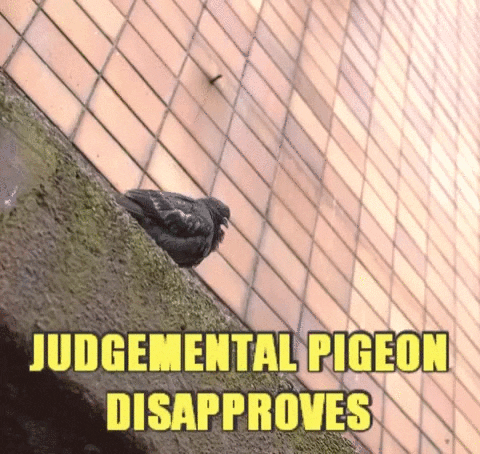 pigeon GIF