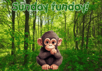 Monkey Expressions GIF