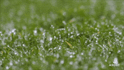 Horse Racing Morning GIF by Ascot Racecourse