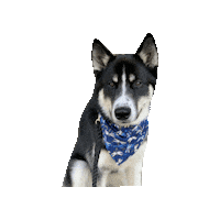 Dragonflies Sticker by Geekster Pets