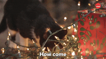 Cat Questions: Christmas